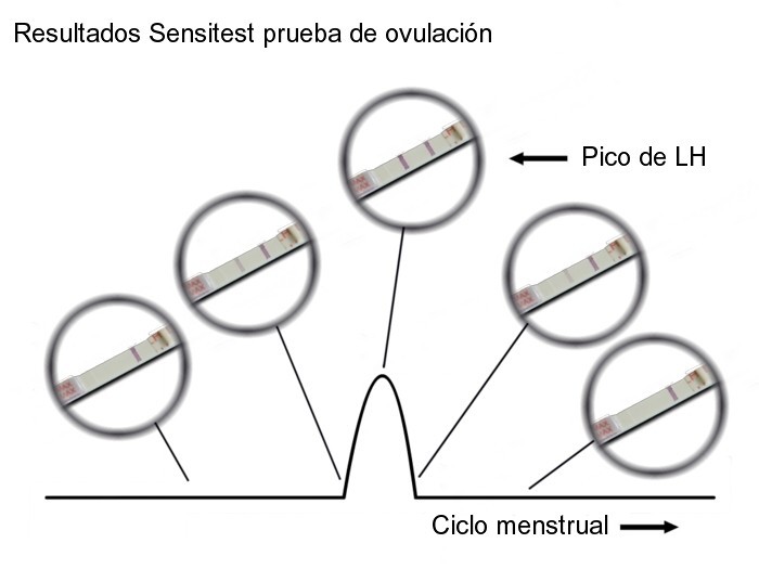 Sensitest tira de ovulación sensible desde 14.99 € pack 12 unidades